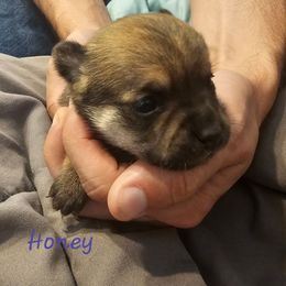Honey - Fawn brindled black female Chihuahua puppy in Bethlehem, Pennsylvania from Steel City Exotics