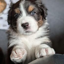 Chase - Black tri-color male Australian Shepherd puppy in Rhode Island from Ocean Cliff Aussies