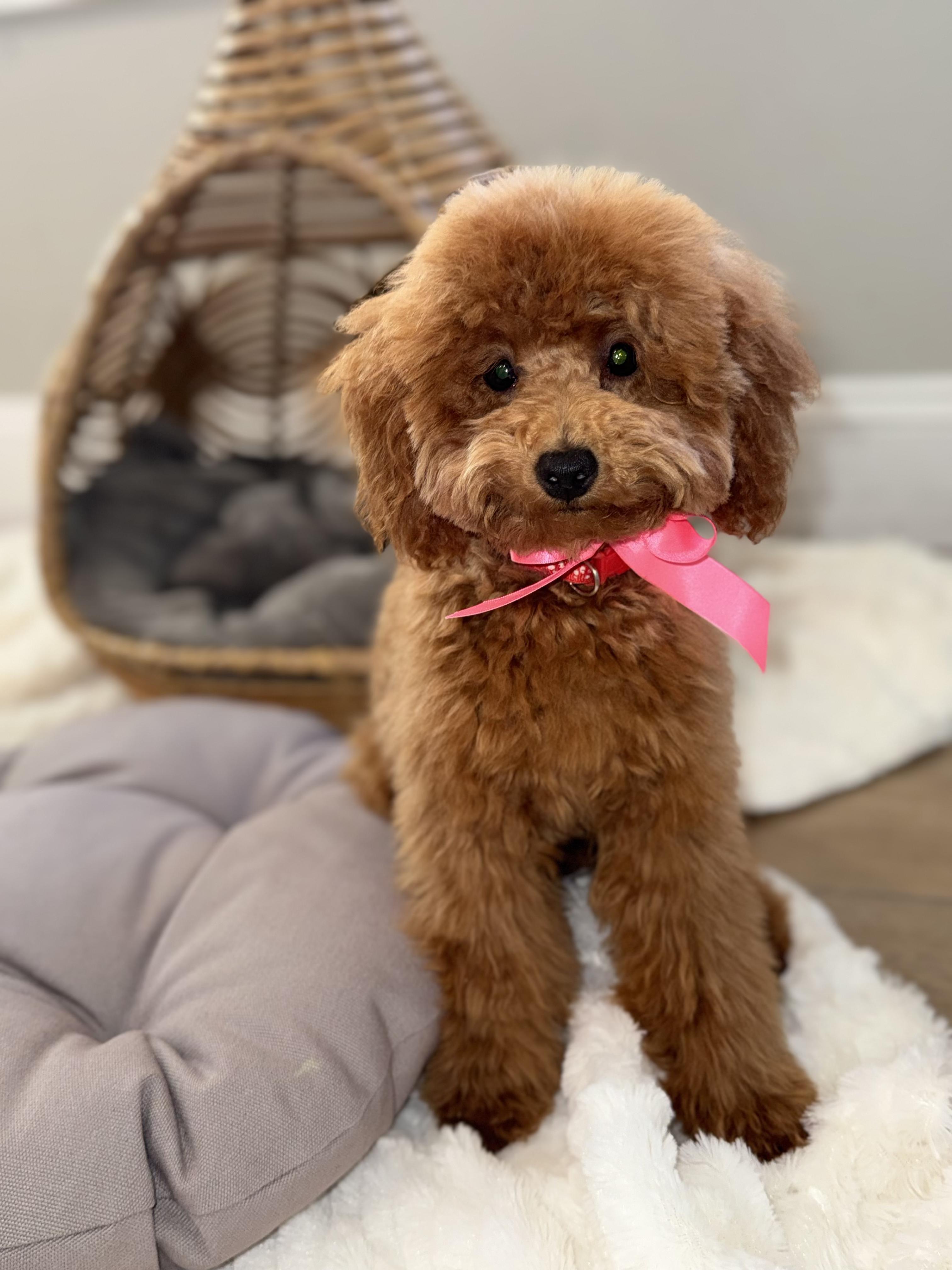 Coco