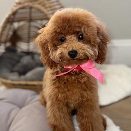 Coco - Poodle
