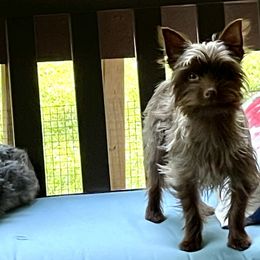 Yorkshire Terriers from M & M Yorkies