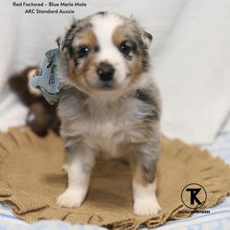 Mathis- BMM - Blue merle male Australian Shepherd puppy in Nacogdoches, Texas from TK Standard, Mini, & Toy Aussies