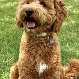 Goldendoodles from Summertime Goldendoodles