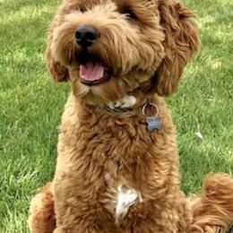 Goldendoodles from Summertime Goldendoodles