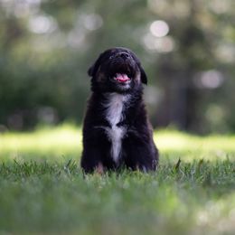 Australian Shepherd Puppies from Skyborne Australian Shepherds