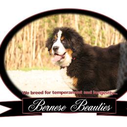 Bernese Mountain Dog Puppies from Bernese Beauties