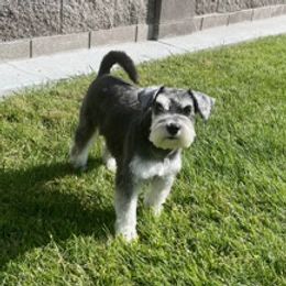 Miniature Schnauzers from Bush Family Schnauzers