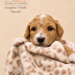 Evangeline - Apricot female Goldendoodle puppy in Lake Charles, Louisiana from Perfect Fit Poodles & Doodles