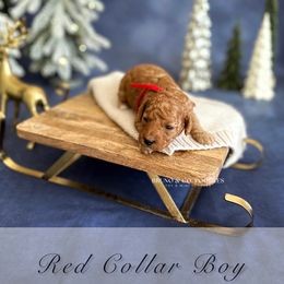 Red Collar Boy - Red  male Poodle puppy in Charlotte, North Carolina from Bruno & Co. Puppies
