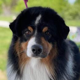 Crow - Australian Shepherd