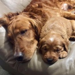 Golden Retrievers from Archwind Retrievers