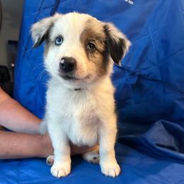Rad - Blue merle male Australian Shepherd puppy in Monroe, North Carolina from Meekey Family Aussies