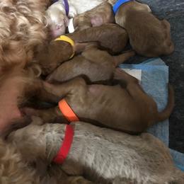 Goldendoodle Puppies from Da Ruba Doodles