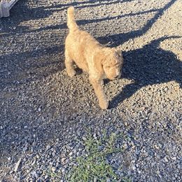 Aussiedoodle and Poodle Puppies from Aussiedoodles by Maggie
