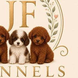 Poodles from JF Kennels Miniature & Toy Poodles