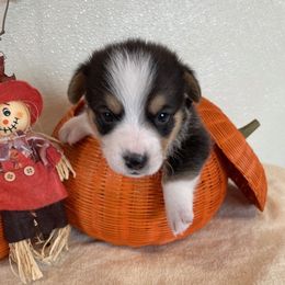 FINN - Black and tan male Pembroke Welsh Corgi puppy in Hinton, Oklahoma from Green Cloud Ranch