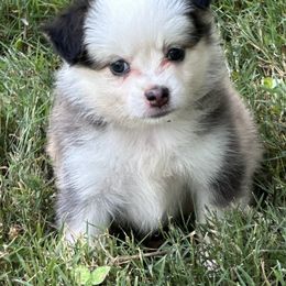 Ethel - Black tri female Toy Australian Shepherd puppy in Blacksburg, South Carolina from Blue’s Family Aussies