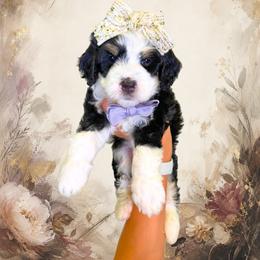Georgia - Tri-color female Bernedoodle puppy in Norcross, Georgia from Teddy Puppies
