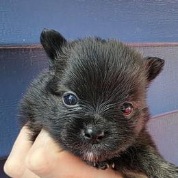 Glenda - Brindle female Pomeranian puppy in Hooksett, New Hampshire from Granite State Pomeranians