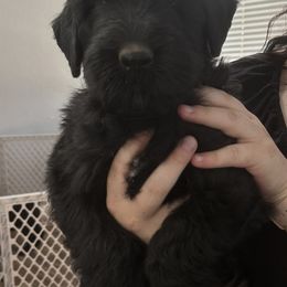 Black Russian Terrier Puppies from Nova Noir