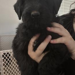 Black Russian Terrier Puppies from Nova Noir