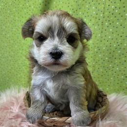 Honey - Gold female Morkie puppy in Monticello, Iowa from Ashley’s Puppies