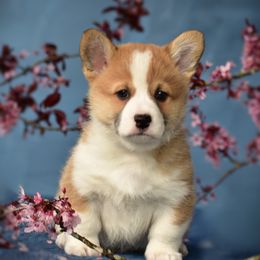Alfalfa - White and red Pembroke Welsh Corgi puppy in Gig Harbor, Washington from Pacific Northwest Pembroke Welsh Corgis