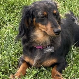 Tootsie - Dachshund