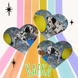Kafka - White and black male Dalmatian puppy in Euless, Texas from 101 Dew Dream Valley Dalmatians