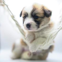 Wall-E - Fawn male Pembroke Welsh Corgi puppy in Vacaville, California from Hope_4thebay_Corgis