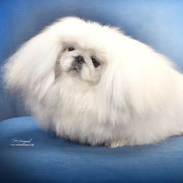 Tiffany - Pekingese