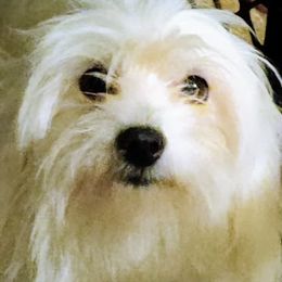 Abbi - Coton de Tulear