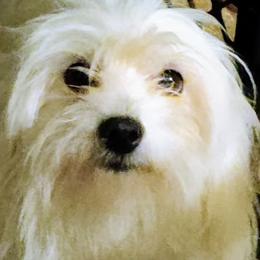 Abbi - Coton de Tulear