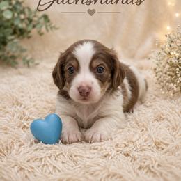 Charm - Chocolate and cream male Dachshund puppy in Statesville, North Carolina from Lakeside Dachshunds
