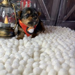 Boy yellow 1300 - Black and tan male Yorkshire Terrier puppy in Douglas, Georgia from Southern Georgia Yorkies and biewers