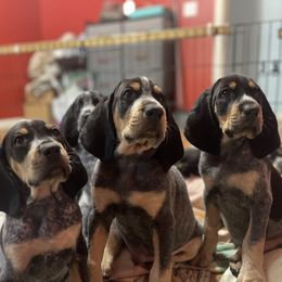 Bluetick Coonhound Puppies from Lone River Blueticks