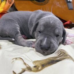 Light Blue - Blue male Great Dane puppy in Corsica, Pennsylvania from Ferguson Family Danes LLC