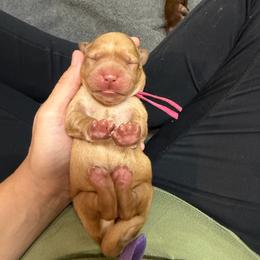 Anna Pink Collar - Yellow female Labrador Retriever puppy in Elloree, South Carolina from Moonlight Kennels LLC