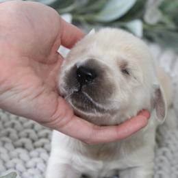 Golden Retriever Puppies from UnrivaledGoldens