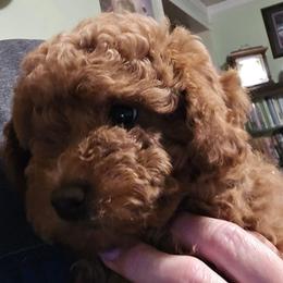 Poppy - Red  female Poodle puppy in Windom, Texas from Wild Farm Puppies