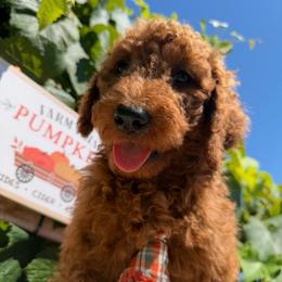 Cheese - Red male Bordoodle puppy in Canfield, Ohio from Poo's Doo's & Inu's