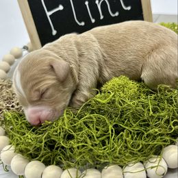 Flint - Apricot male Goldendoodle puppy in Travelers Rest, South Carolina from Bailey Mountain Doodles