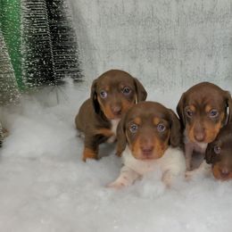 Dachshund Puppies from Newbern's Nuggets