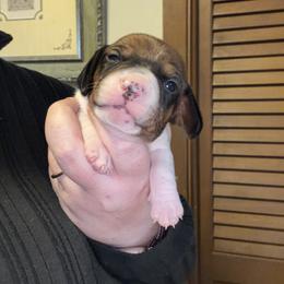 Biscuit - Black and tan male Dachshund puppy in Athens, Texas from County Road Puppies