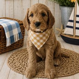 Ginger (Phoebe) - Red  female Goldendoodle puppy in Rocky Point, North Carolina from CelticDoods