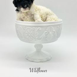 Wildflower - Black and white female Bernedoodle puppy in Thornville, Ohio from Four Front Doodles & Friends
