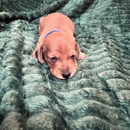 Mr Blue - Red male Dachshund puppy in Casa Grande, Arizona from Furever Doxie Paws