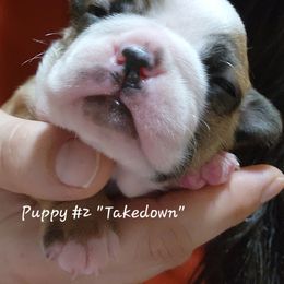 Takedown - Seal brindle and white Boston Terrier puppy in Carroll County, Georgia from Peachy Keen Bostons and Frenchies