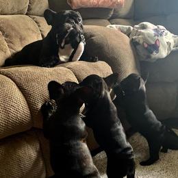 French Bulldog Puppies from BigStar French Bulldogs