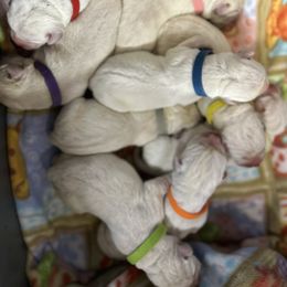 Blue - Yellow male Labrador Retriever puppy in Mount Airy, Maryland from Fruity Labradors